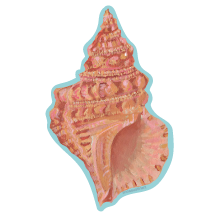 November Conch Sticker